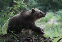 На Камчатке десятки голодных медведей перекрыли туристический маршрут