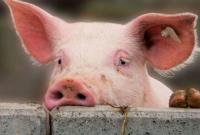 Во Львовской области из-за африканской чумы ввели карантин вокруг свинофермы