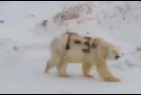 В России на видео сняли белого медведя с надписью «Т-34» на боку