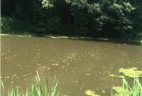 На Житомирщине экологи зафиксировали массовую гибель рыбы в реке Хомора