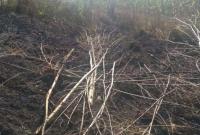 В Киевской области и-за пожаров на сухостоях погибли два человека