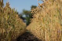 Украинские аграрии собрали уже 70% зерна