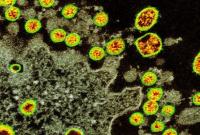 Эволюция пандемического коронавируса проложила путь от животных к человеку - исследователи