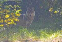 Волки в Чернобыльской зоне начали охотиться среди белого дня