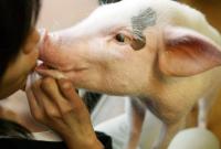 Коронавірус може становити небезпеку для свиней
